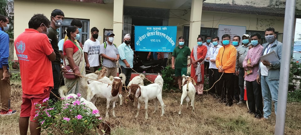 बाख्रा पालनलाई व्यवसायीक बनाउन बेल्टारमा बोका वितरण