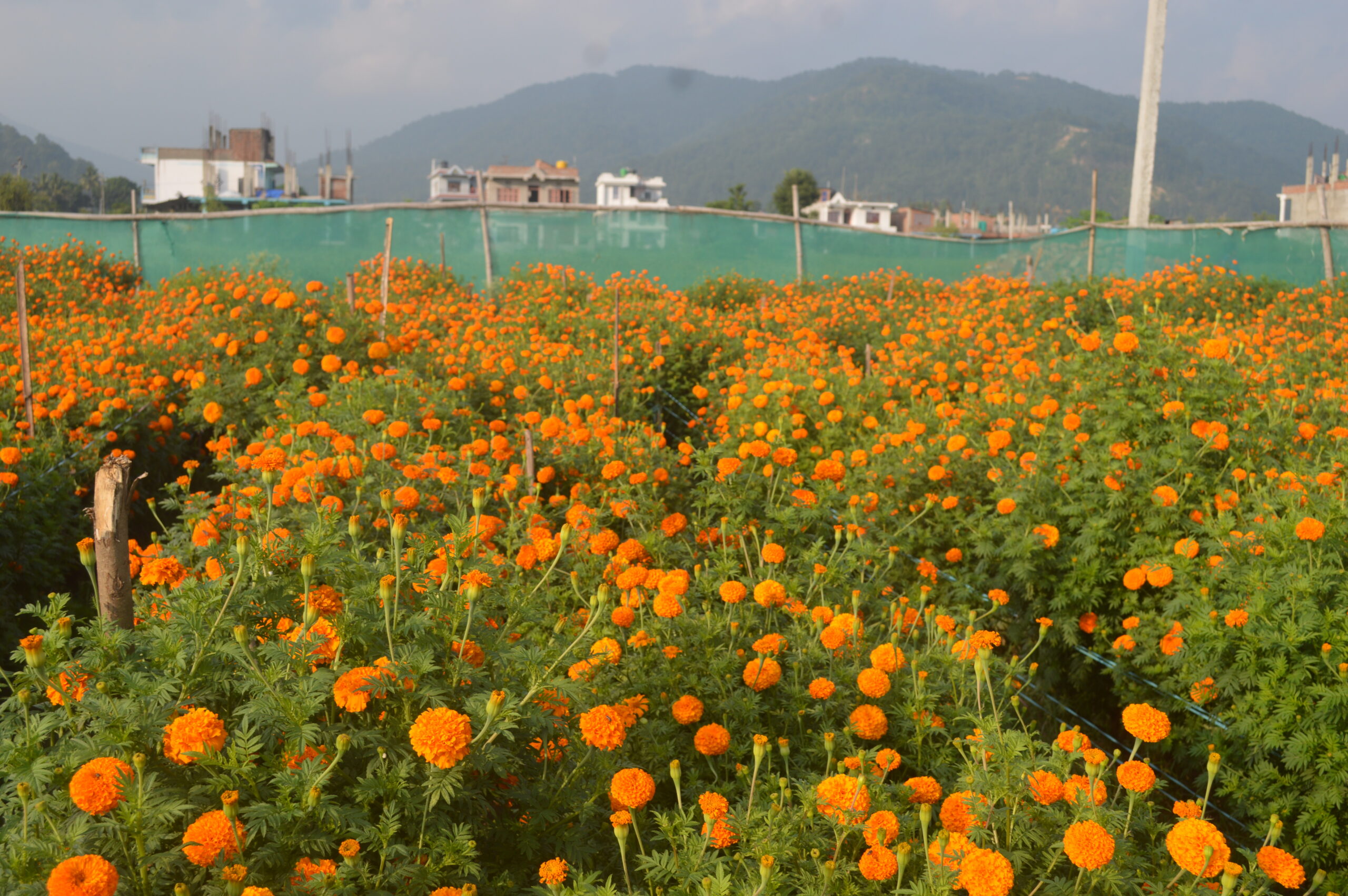 उदयपुरको बोक्सेमा व्यवसायिक सयपत्री फूलखेती (फोटो फिचर)