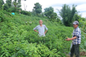 लिम्चुङबुङमा दुई करोडको अकबरे खुर्सानी निर्यातको तयारी