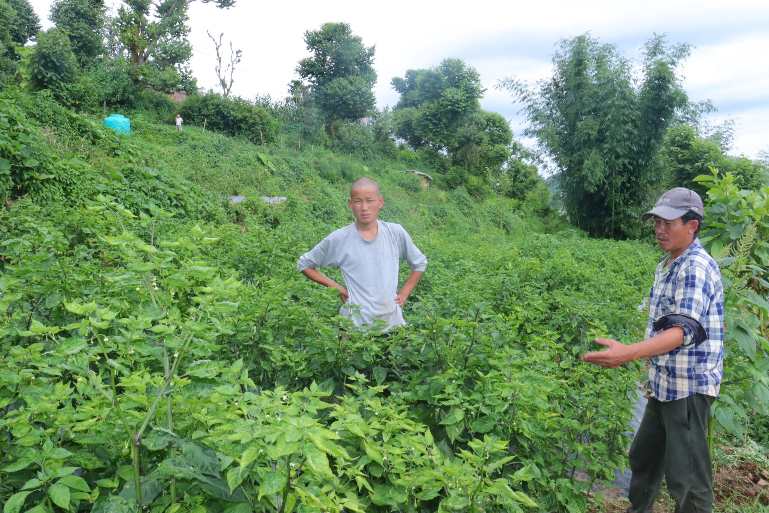 लिम्चुङबुङमा दुई करोडको अकबरे खुर्सानी निर्यातको तयारी