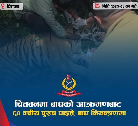 चितवनमा बाघको आक्रमणबाट एक जना घाइते