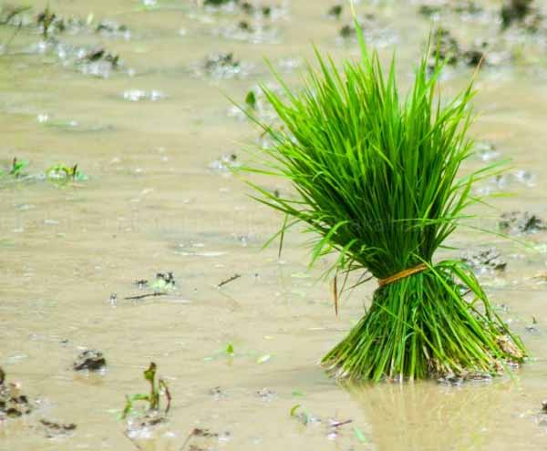उदयपुरमा भर्खरै ८५ प्रतिशत मात्र रोपाँई